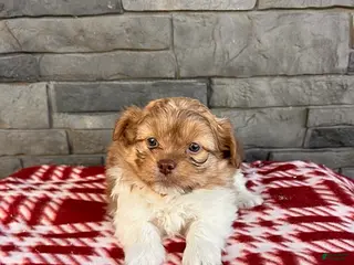 Mixed Breed dogs Gus - Ad 38