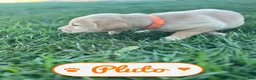 Labrador Retriever dogs for sale: Pluto - Ad 3