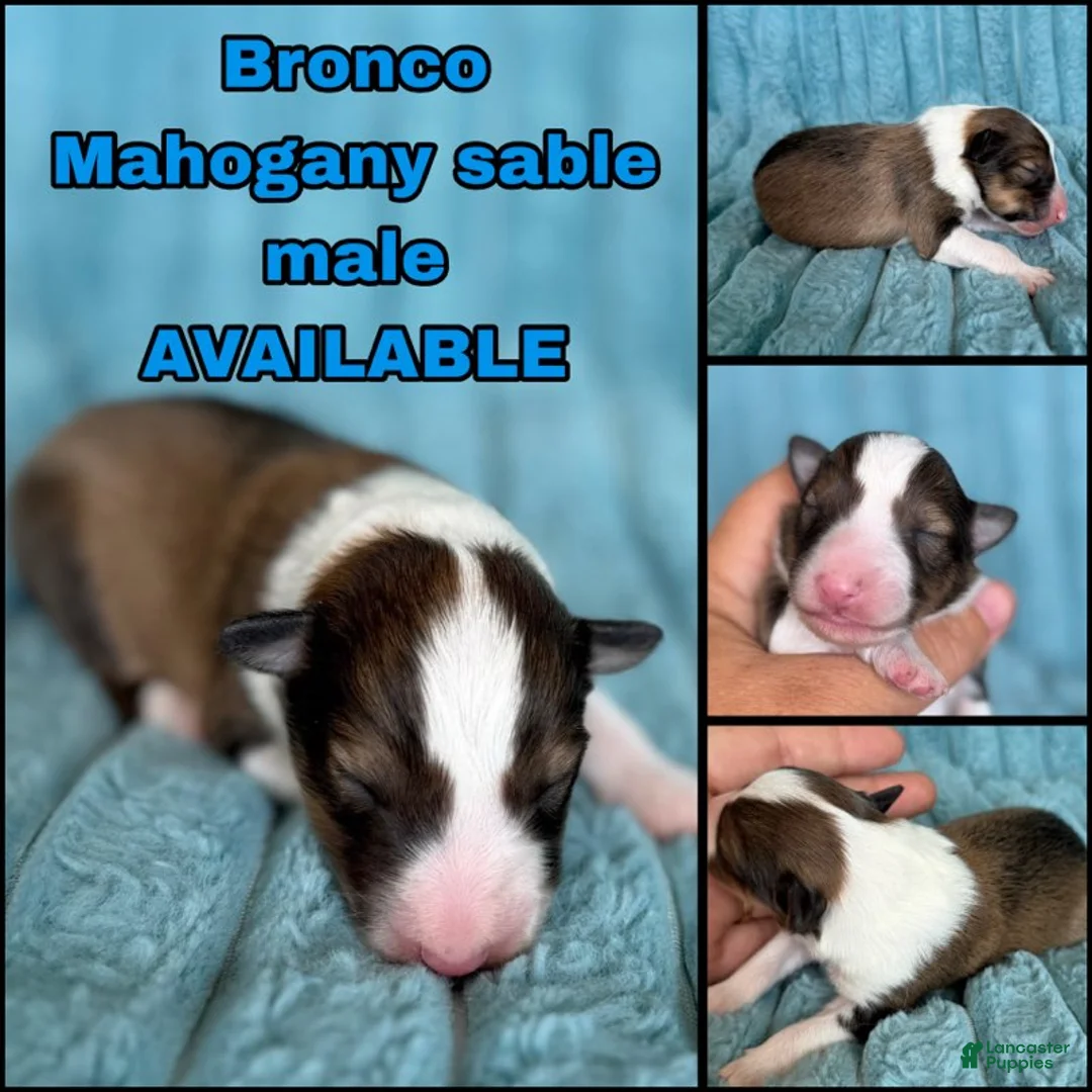 Shetland Sheepdog dogs for sale: Bronco - Ad 1