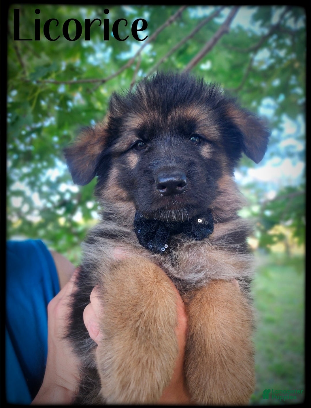 German Shepherd dogs Licorice - Ad 1