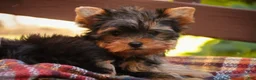 Yorkshire Terrier dogs for sale: Damon Yorkshire Terrier  - Ad 11