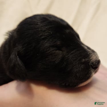 Mini Aussiedoodle dogs for sale: Scout_Male Tri-Color Possible Phantom - Ad 7