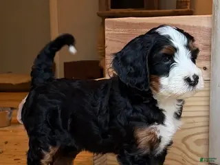 Mini Bernedoodle dogs Pepperoni - Ad 9