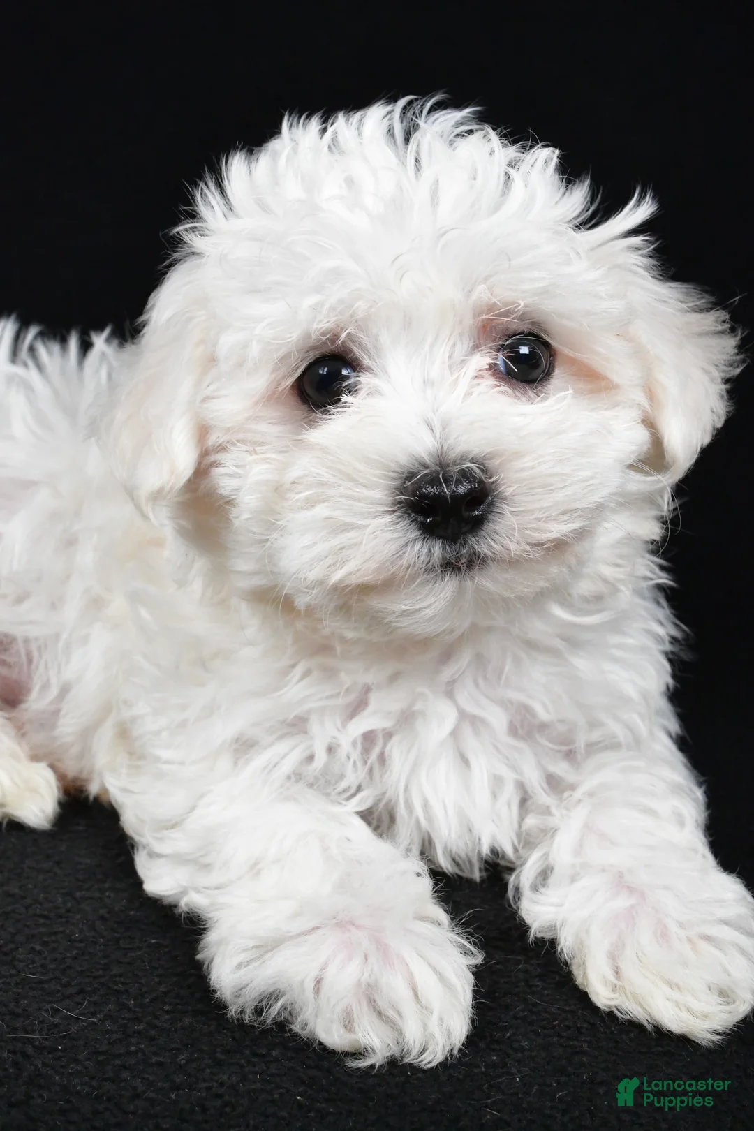 Maltese dogs for sale: Cooper - Ad 8