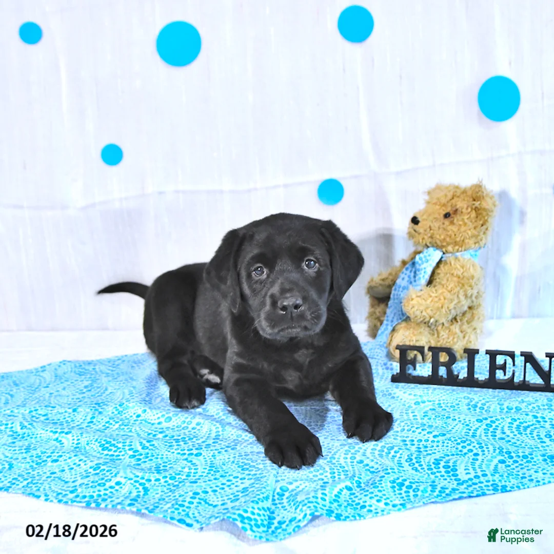 Labrador Retriever dogs for sale: Parker - Ad 1