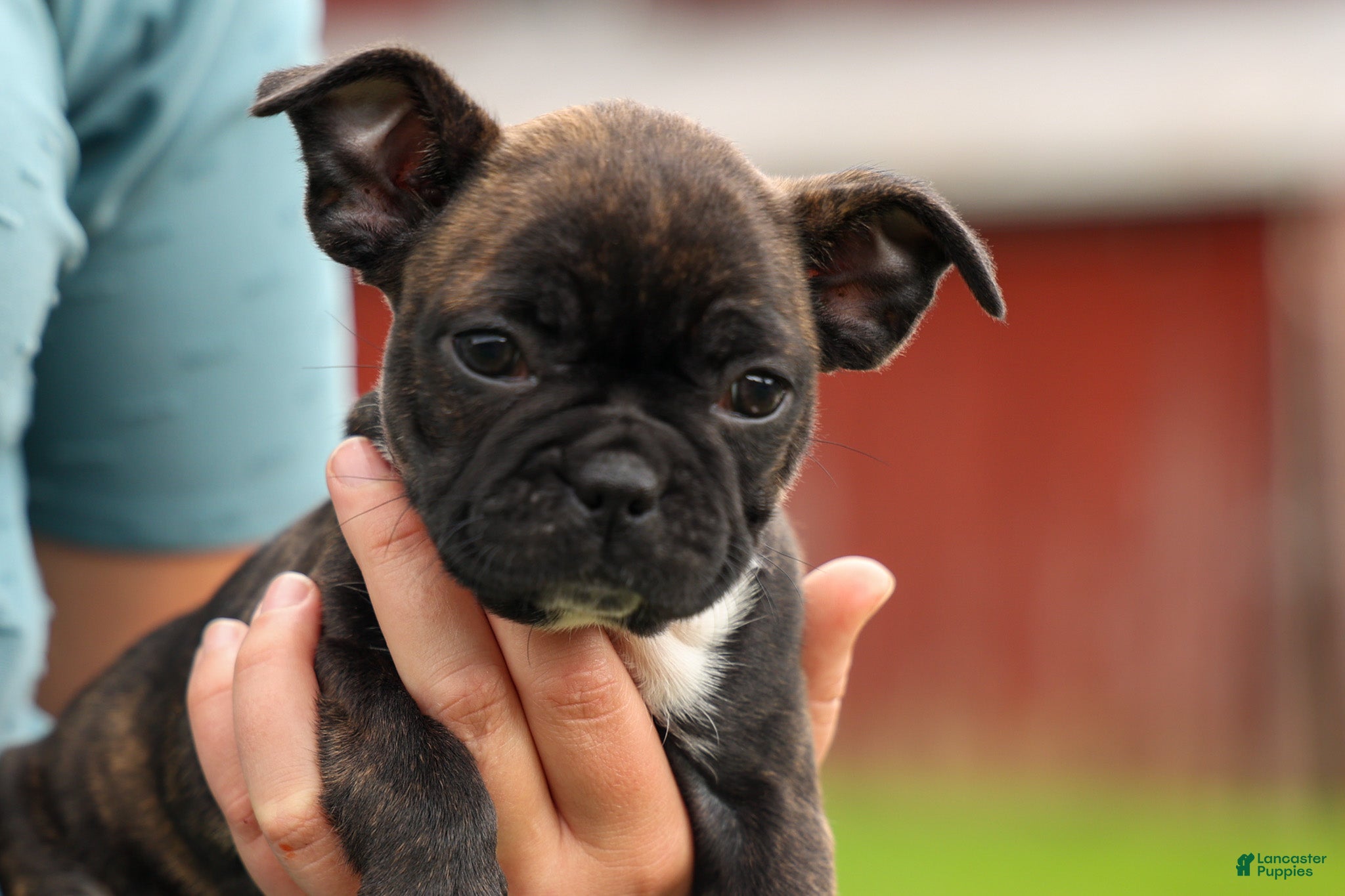 Frenchton dogs BETZY - Ad 2