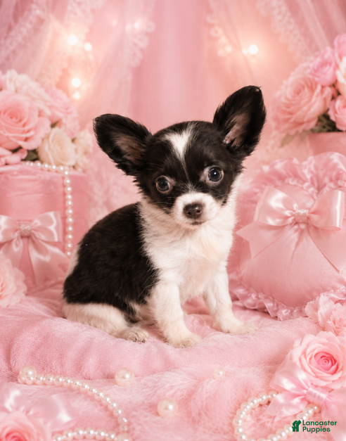 Chihuahua dogs Teacup Chocolate and White Chihuahua 1 - Ad 27