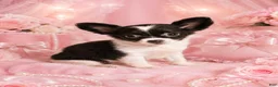 Chihuahua dogs for sale: Teacup Chocolate and White Chihuahua 1 - Ad 1