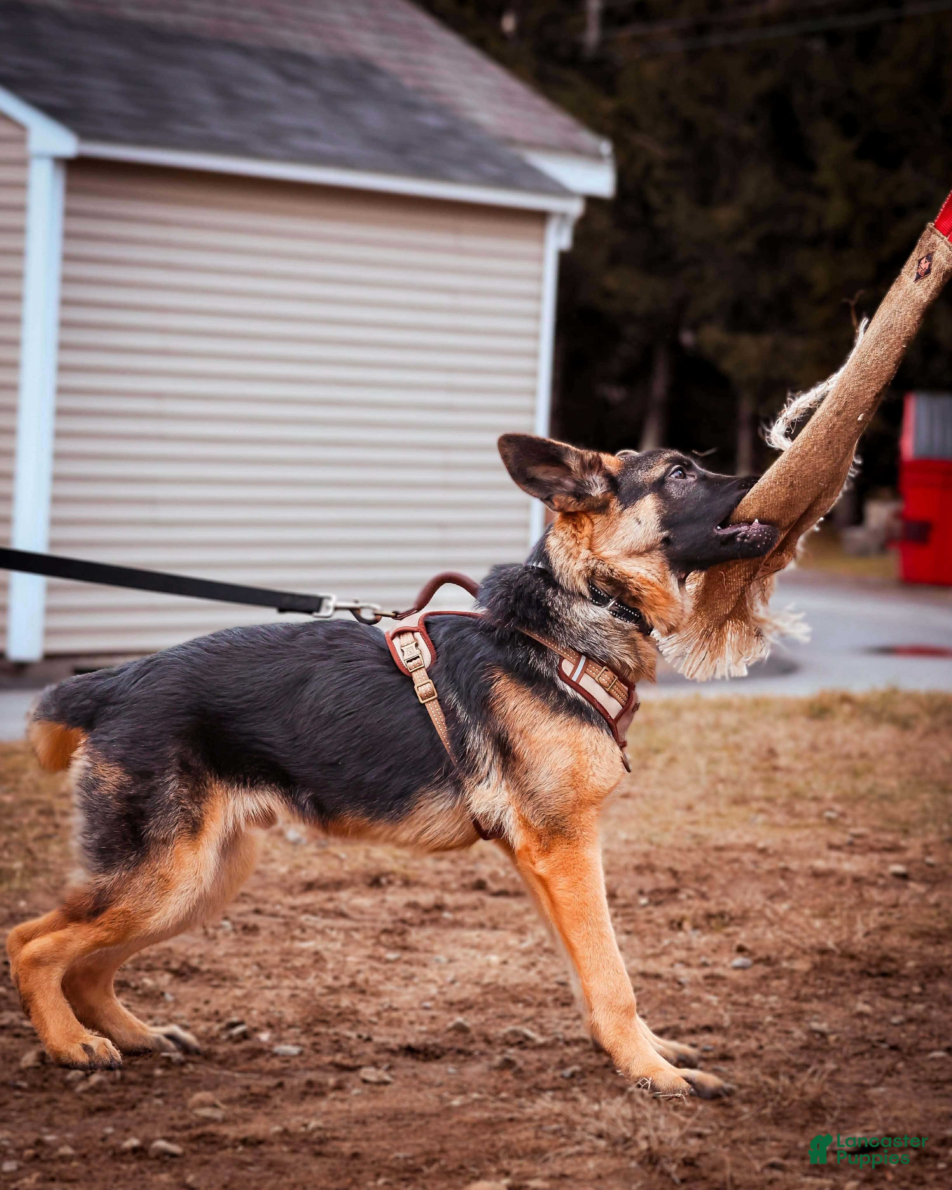 German Shepherd dogs Dallas - Ad 2