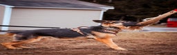 German Shepherd dogs for stud: Dallas - Ad 1