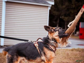 German Shepherd dogs Dallas - Ad 4