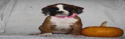 Boxer dogs for sale: Dolly - Ad 4