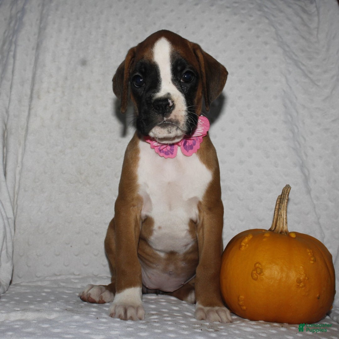 Boxer dogs for sale: Dolly - Ad 4