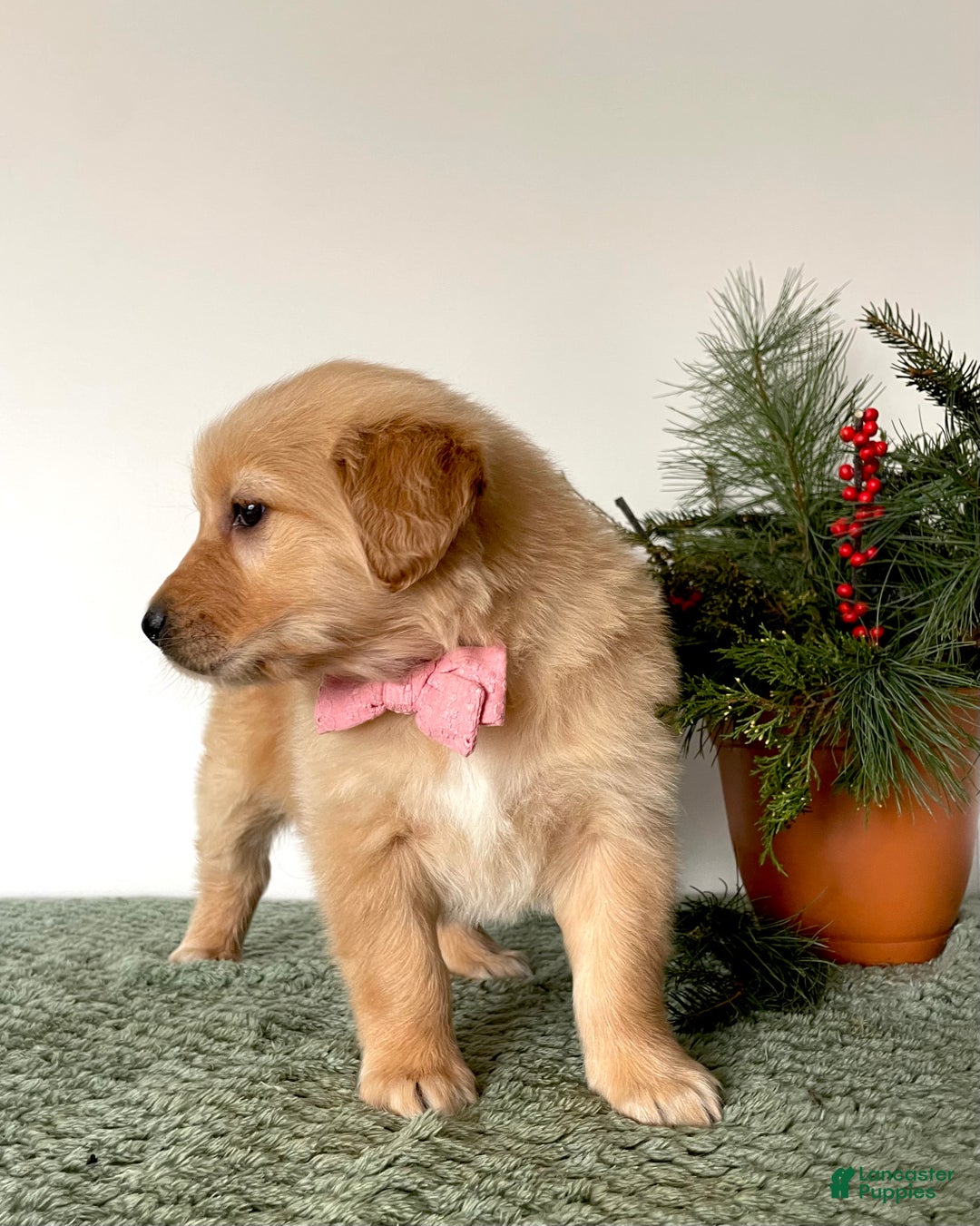 Golden Retriever dogs for sale: Bella - Ad 3