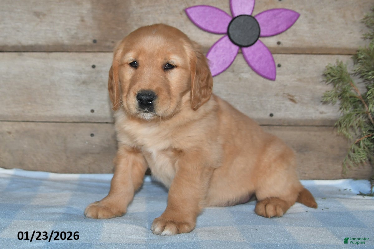 Golden Retriever dogs for sale: Prince - Ad 2