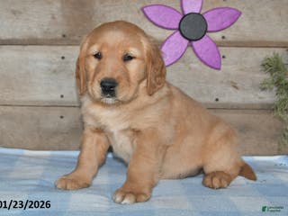 Golden Retriever dogs for sale: Prince - Ad 2