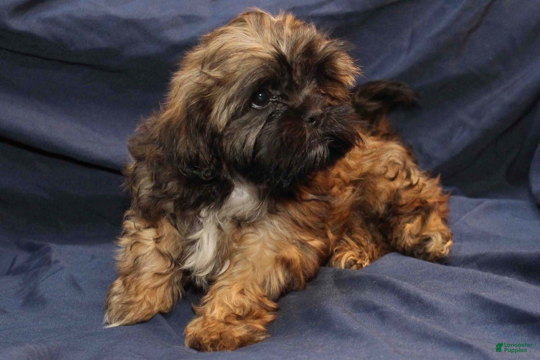 Shihpoo dogs for sale: Tate - Ad 3