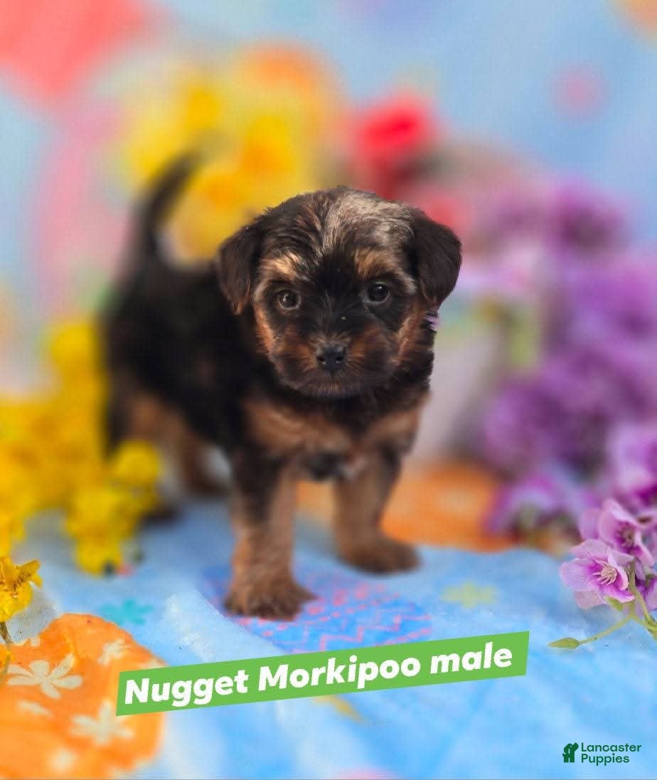 Mixed Breed dogs Nugget - Ad 1