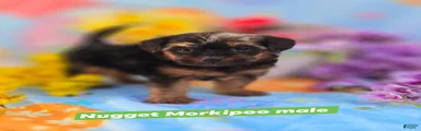 Nugget