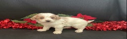Mini Goldendoodle dogs for sale: Walker - Ad 7