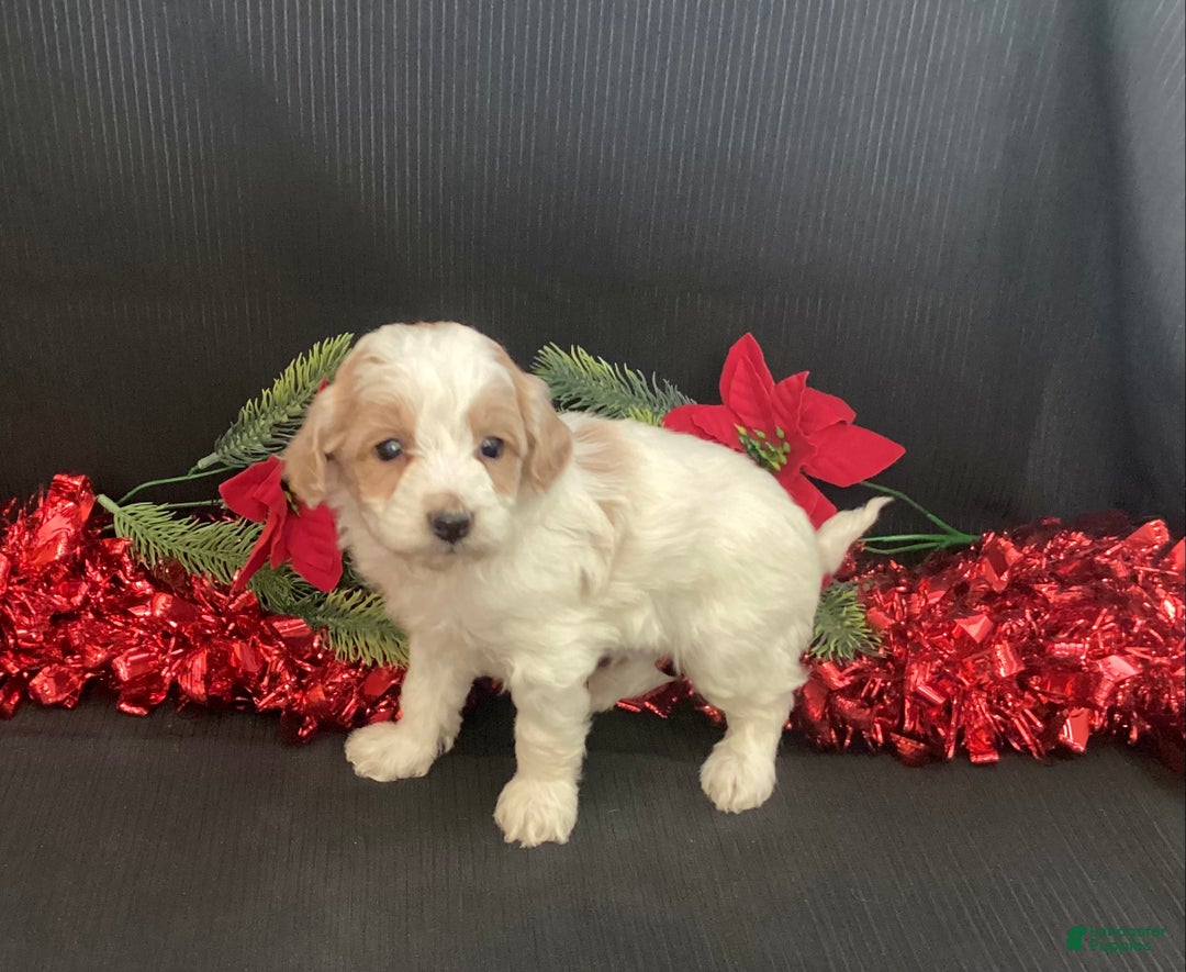 Mini Goldendoodle dogs for sale: Walker - Ad 7