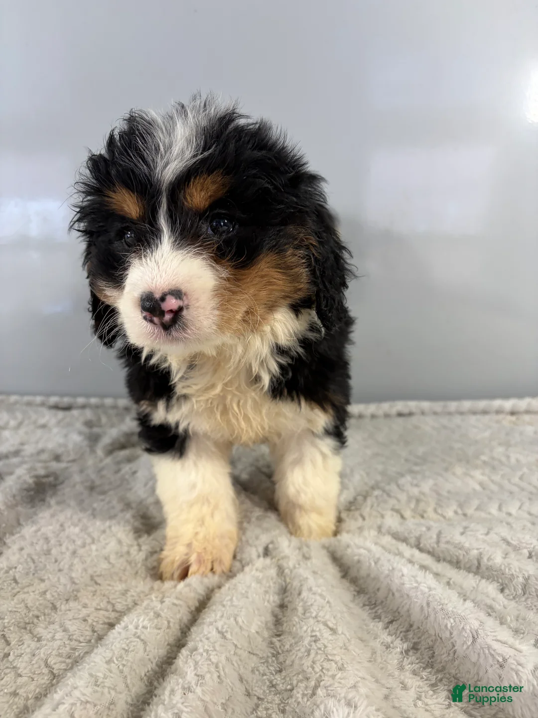 Mini Bernedoodle dogs for sale: Cindy - Ad 2