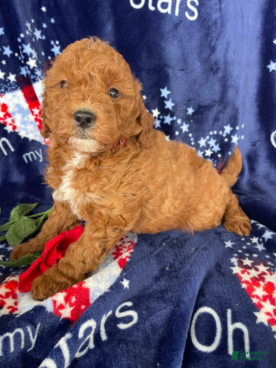 Mini Goldendoodle dogs for sale: Rosie - Ad 2