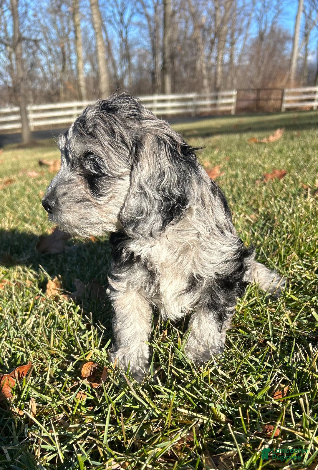 Cockapoo dogs for sale: Venus - Ad 2