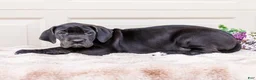 Great Dane dogs for sale: Lilac - Ad 5