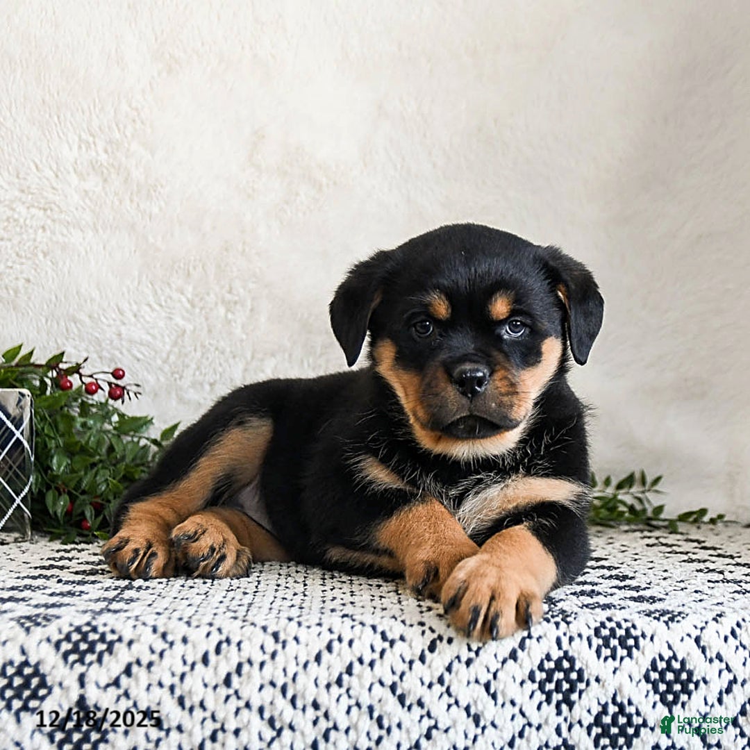 Rottweiler dogs for sale: Gigi - Ad 4