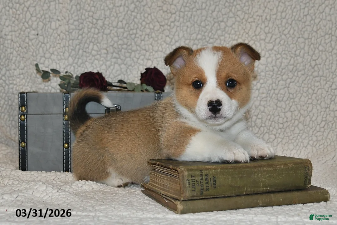 Welsh Corgi Pembroke dogs for sale: Cupid - Ad 1