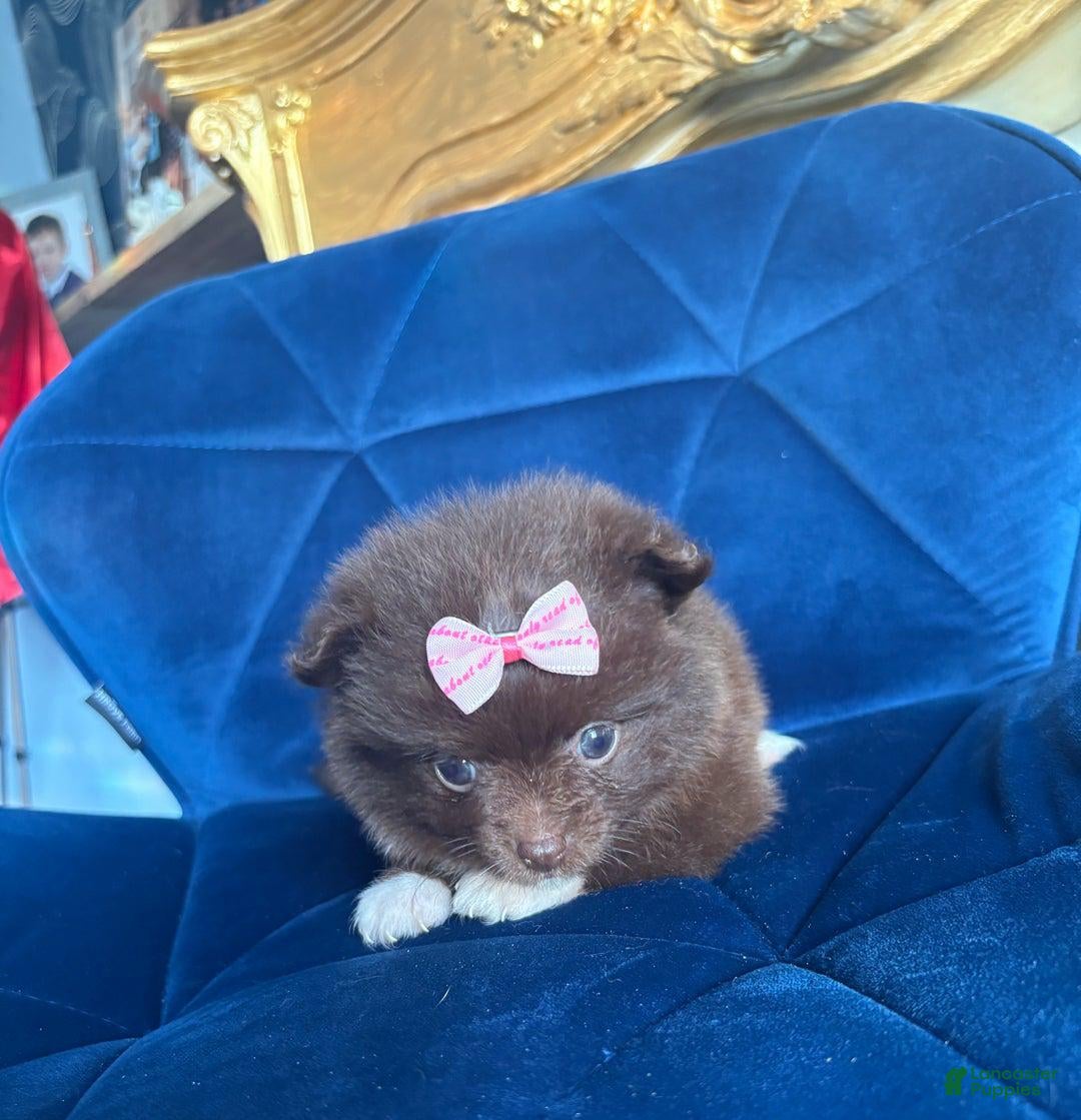 Pomeranian dogs for sale: Ciri - Ad 14