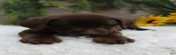 Labrador Retriever dogs for sale: Quincy - Ad 2