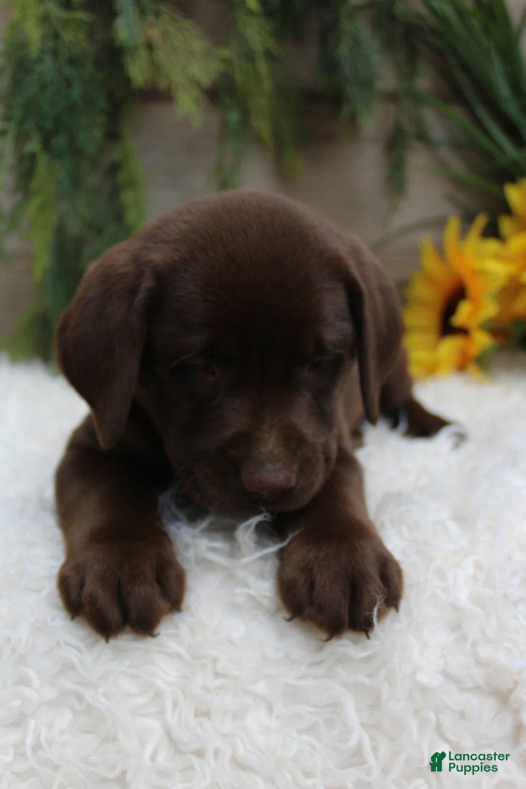 Labrador Retriever dogs for sale: Quincy - Ad 2