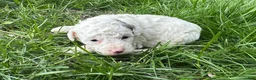 Mini Bernedoodle dogs for sale: Pretzel - Ad 3