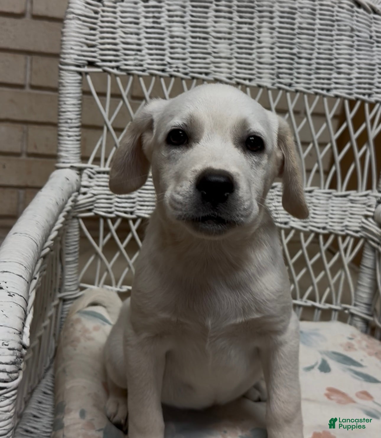 Labrador Retriever dogs for sale: Labrador Retriever Jackie - Ad 69