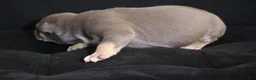 American Bully dogs for sale: Memphishttps://www.youtube.com/watch?v=G_Df_ymd1wQ&t=53s - Ad 5