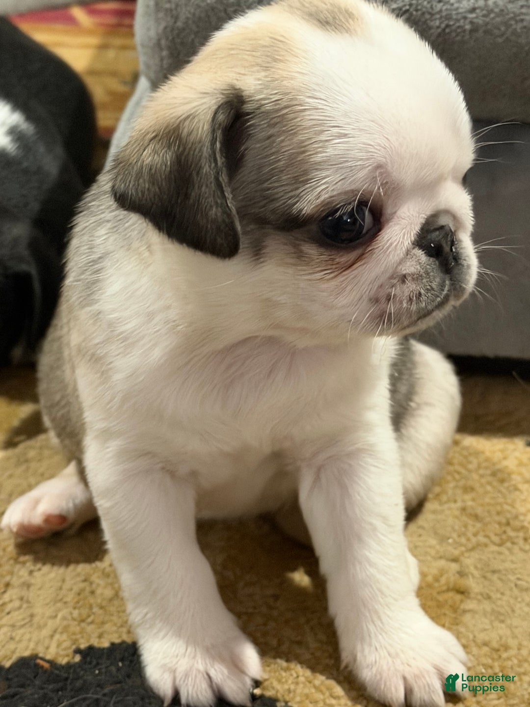 Pug dogs for sale: Luna  - Ad 3