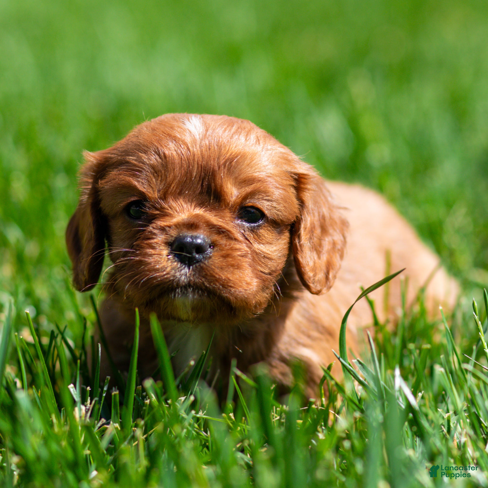 Cavalier King Charles Spaniel dogs Pepper Cavalier King Charles Spaniel Puppy  - Ad 1