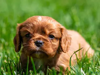 Cavalier King Charles Spaniel dogs for sale: Pepper Cavalier King Charles Spaniel Puppy - Ad 3