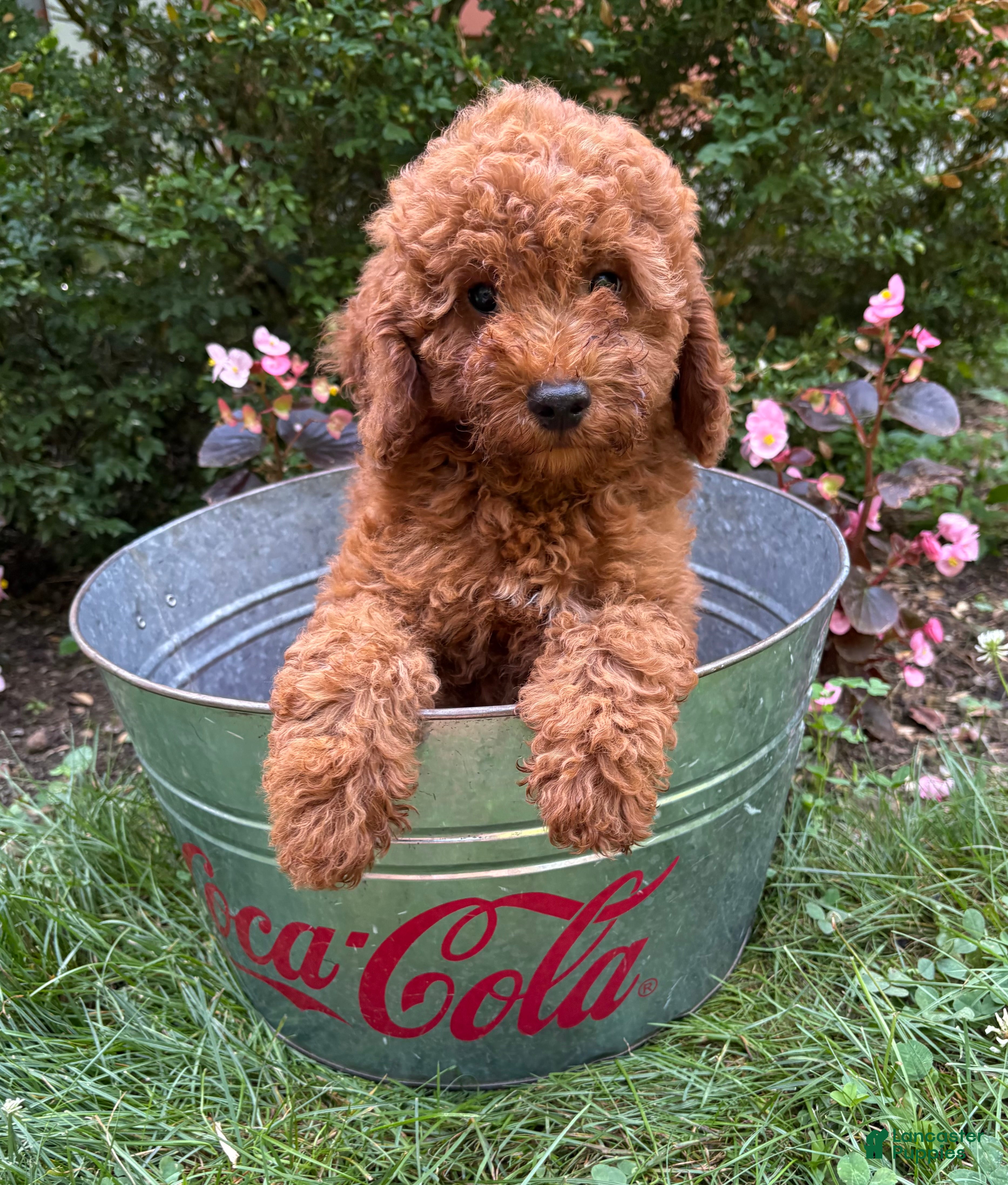 Mini Goldendoodle dogs Benson - Ad 2