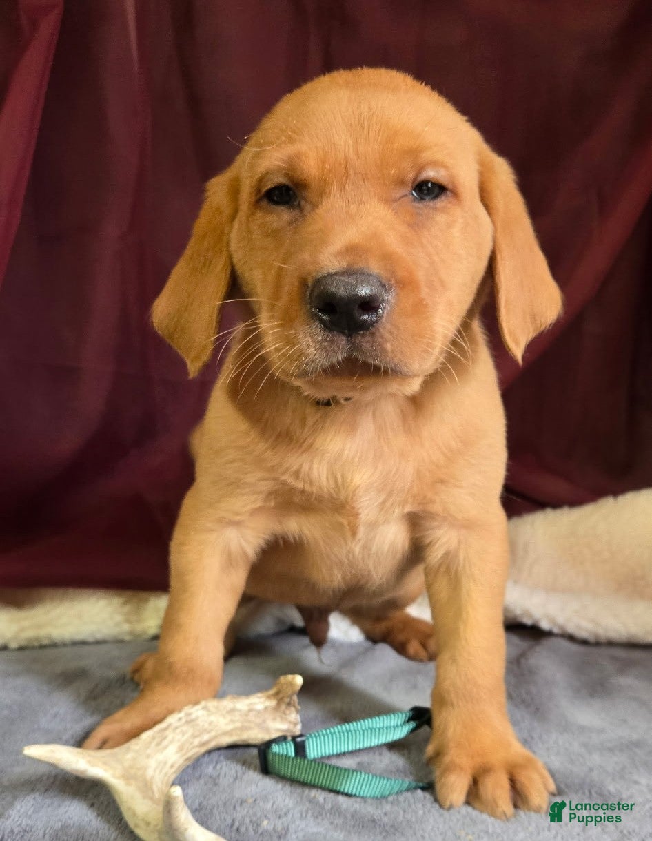 Labrador Retriever dogs Labrador Retriever Green Collar - Ad 1