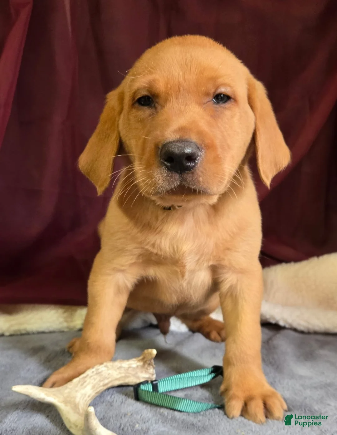 Labrador Retriever dogs for sale: Labrador Retriever Green Collar - Ad 1