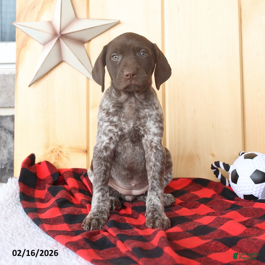 German Shorthaired Pointer dogs Daisy - Ad 1