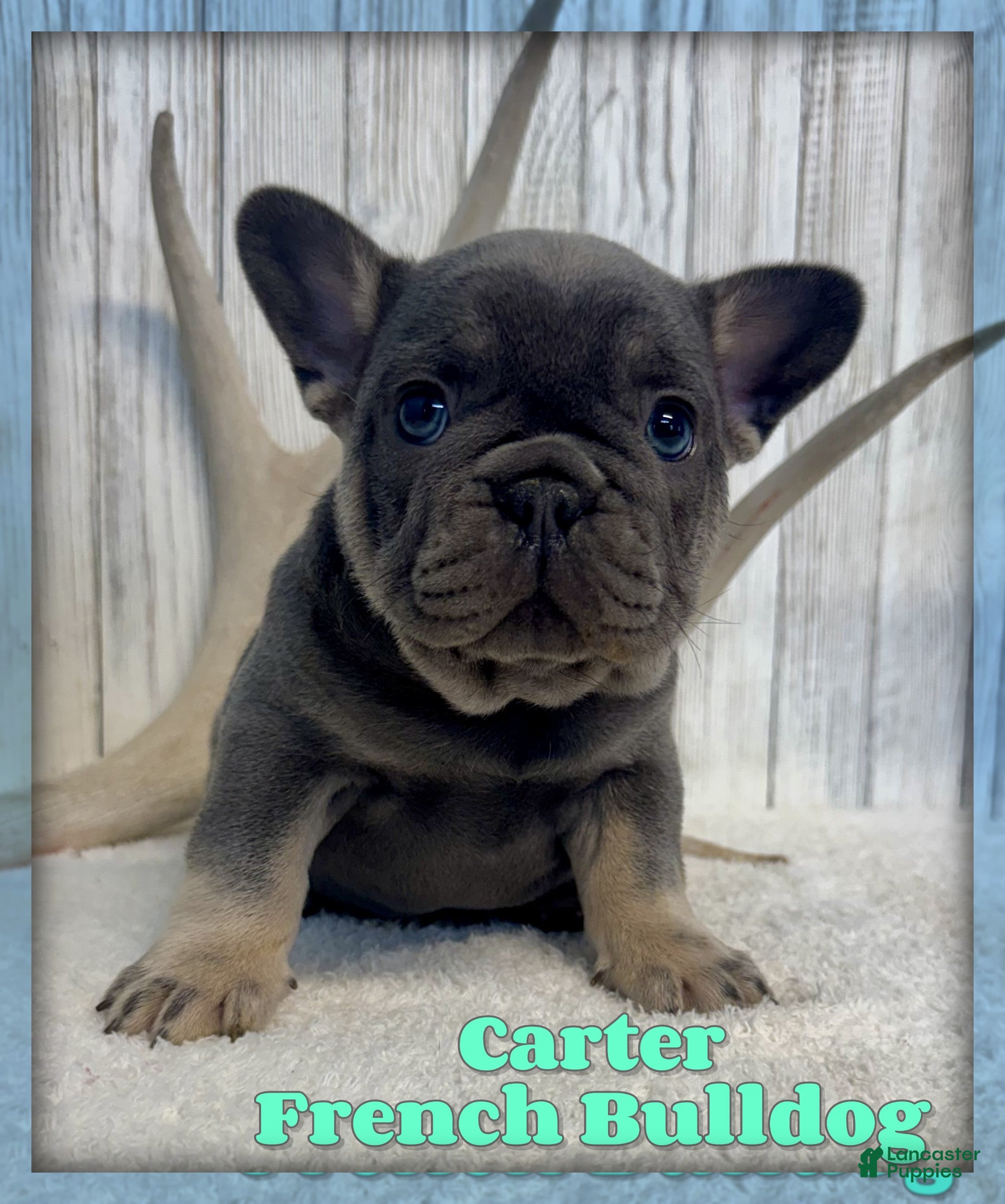 French Bulldog dogs Carter - Ad 1