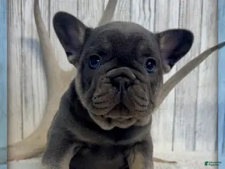 French Bulldog dogs for sale: Carter - Ad 1