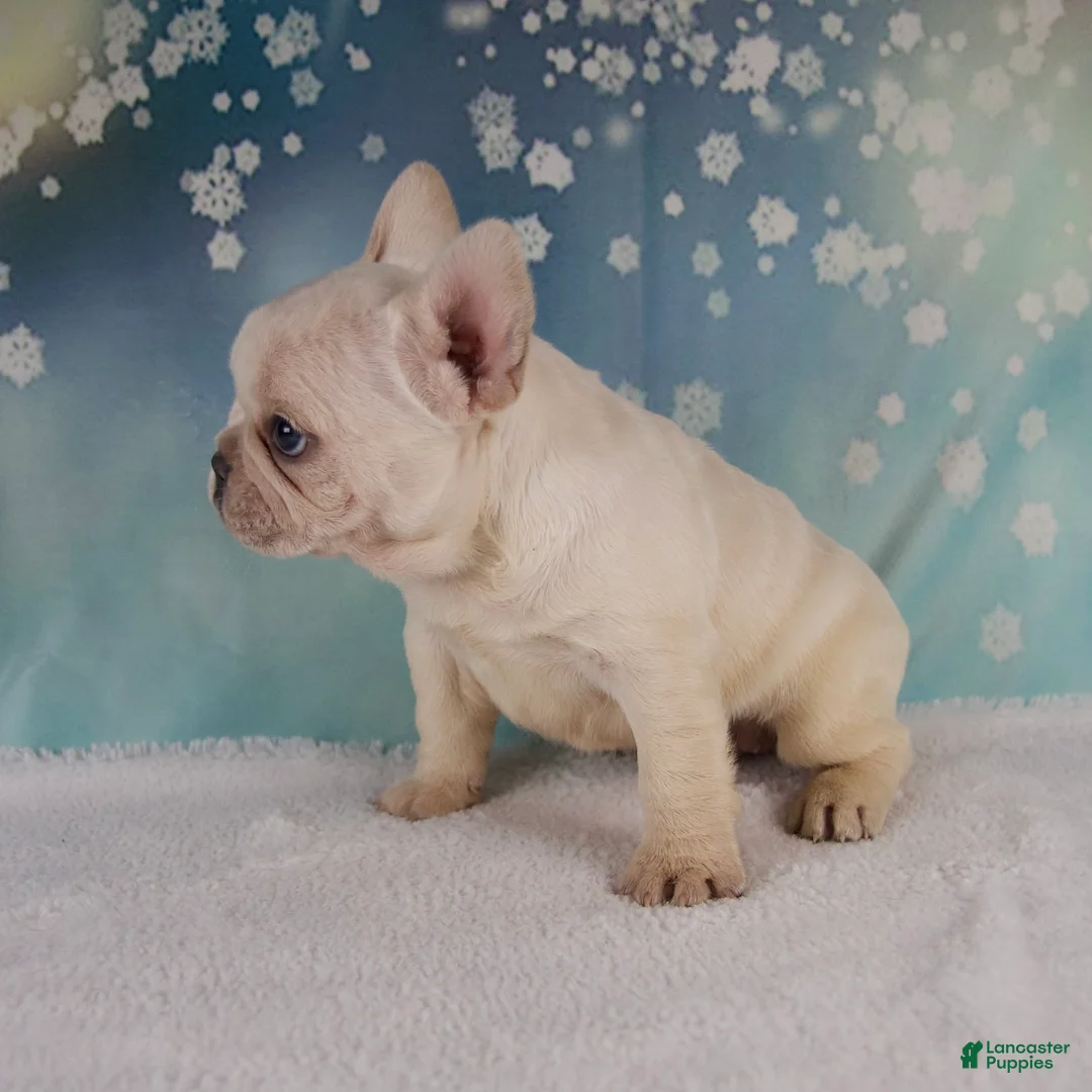 French Bulldog dogs for sale: Molly - Ad 6