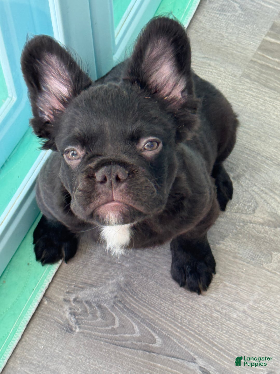 French Bulldog dogs for sale: Nacho - Ad 9