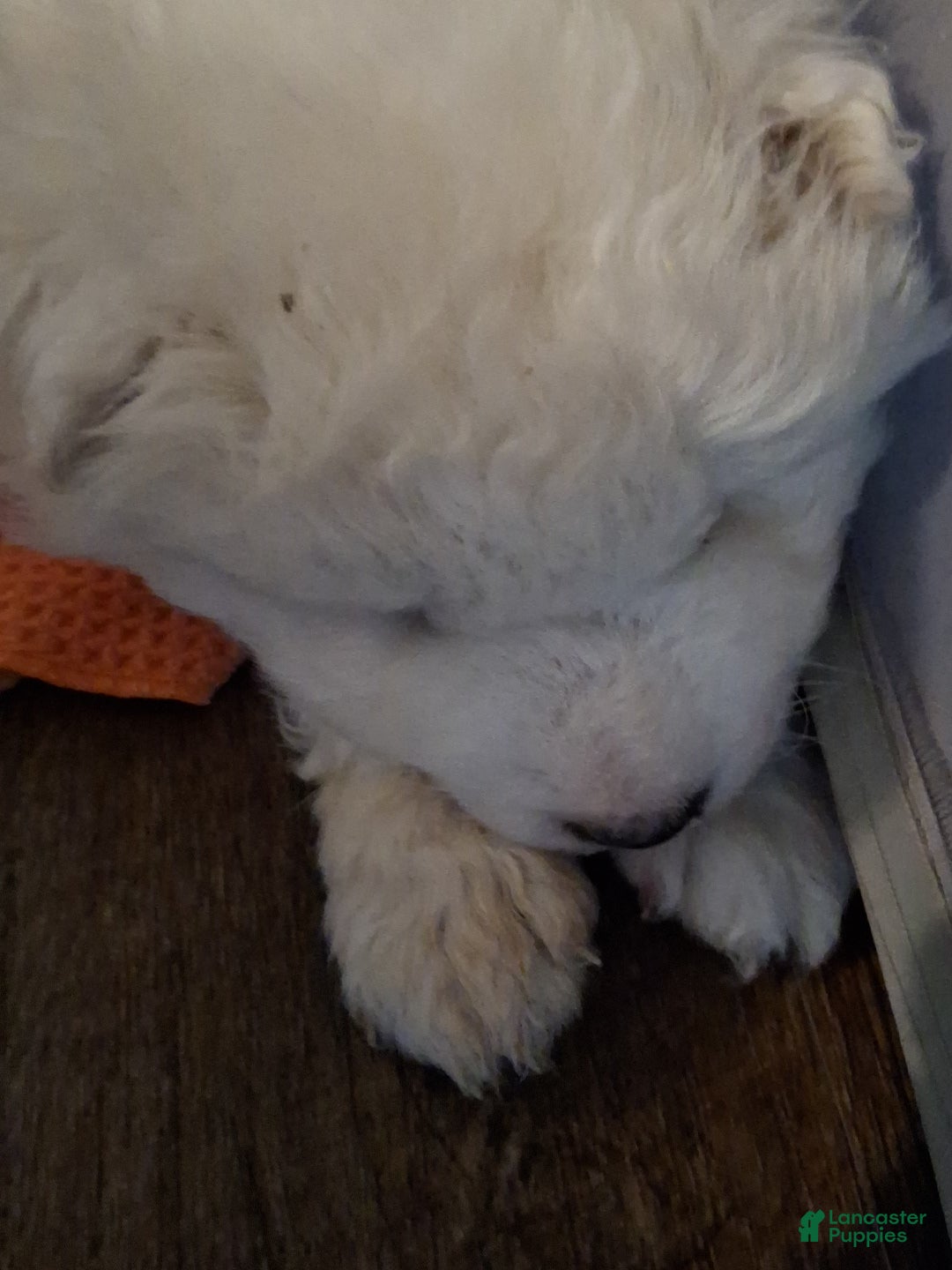 Samoyed dogs Samoyed Puppy 4 - Ad 23