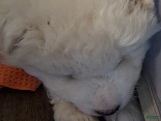 Samoyed dogs Samoyed Puppy 4 - Ad 12